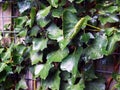 Bright Hedera canariensis green ivy leaves and raindrops Royalty Free Stock Photo