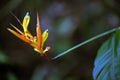 Bright heliconia in contrast to the dark forest