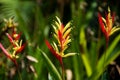 Bright heliconia flowers close up, floral background