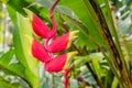 Bright Heliconia Rostrata or Lobster Claw flower hanging in Honolulu, Hawaii