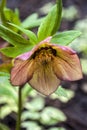 bright hellebore flower among green leaves