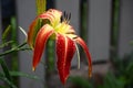 Bright hemerocallis in cloudy weather. Royalty Free Stock Photo