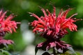 Red flower of the monarda in the garden. Royalty Free Stock Photo
