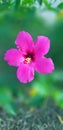 Bright Hibiscus flower blooming in the tropical garden Royalty Free Stock Photo