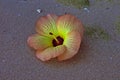 Bright Hibiscus Flower on Sand Evening Beach Royalty Free Stock Photo