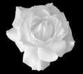 Bright high key monochrome rose blossom macro on black background Royalty Free Stock Photo
