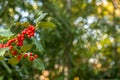 bright holly background in a natural scenery