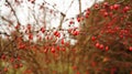 Bright Holly Berries On A Bush