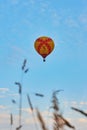 A bright balloon against a blue cloudy sky. In the foreground is blurred ears Royalty Free Stock Photo