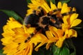 Bright huge birdeater tarantula spider Brachypelma Smithi with colorful sunflowers. Large dangerous giant arachnid Royalty Free Stock Photo