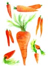 Bright huge carrot Royalty Free Stock Photo