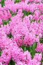 Bright hyacinths flowers close up. Selective focus. Spring or summer concept. Tradition Easter flowers. Easter spring