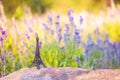 Bright image of a miniaturized eiffel tower with lavander fields in background in day . french culture . Royalty Free Stock Photo
