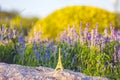 Bright image of a miniaturized eiffel tower with lavander fields in background in day . french culture . Royalty Free Stock Photo