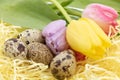 Country and bucolic quail eggs and tulips for the arrival of spring and Easter