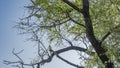 Bright Indian Ringed Parrots Psittacula krameri perched on a tree.