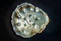 An oyster shell with black pearls Royalty Free Stock Photo