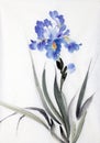 Bright iris flower