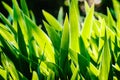 Bright iris flowers on a background of the spring landscape. Abstract background. side view..Green, yellow iris Wild leaves. Royalty Free Stock Photo