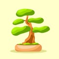 Bright isolated bonsai tree in the pot. Small tree. Vector isolated. Flat style