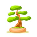 Bright isolated bonsai tree in the pot. Small tree. Vector isolated. White background. Flat style