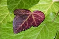 Bright ivy leaf Royalty Free Stock Photo