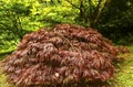 Bright japanese maple Acer japonicum in the autumn garden