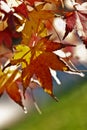 Bright japanese maple leaves