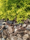 Bright Japanese spirea shrub, yellowish light green leaves, garden decoration Royalty Free Stock Photo