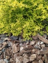 Bright Japanese spirea shrub, yellowish light green leaves, garden decoration Royalty Free Stock Photo