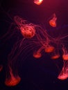 Bright jellyfish on dark background Royalty Free Stock Photo