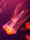 Bright jellyfish on dark background Royalty Free Stock Photo