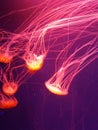 Bright jellyfish on dark background Royalty Free Stock Photo