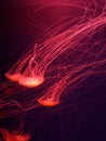 Bright jellyfish on dark background Royalty Free Stock Photo