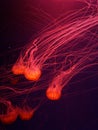 Bright jellyfish on dark background Royalty Free Stock Photo