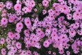 Bright and juicy autumn flowers in the garden. Colorful chrysanthemums on a flower bed. Royalty Free Stock Photo