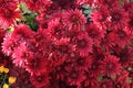 Bright and juicy autumn flowers in the garden. Colorful chrysanthemums on a flower bed. Royalty Free Stock Photo