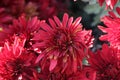 Bright and juicy autumn flowers in the garden. Colorful chrysanthemums on a flower bed. Royalty Free Stock Photo