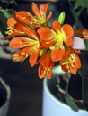 bright, juicy, beautiful orange flower with the Latin name Clivia miniature Royalty Free Stock Photo