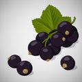 Bright juicy Black Currant on grey background. Sweet delicious for your design in cartoon style. Vector illustration Royalty Free Stock Photo