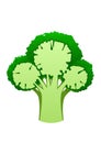 Bright juicy broccoli cartoon over white background