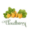 Bright juicy cloudberry. Sweet delicious for your design in simple cartoon style. Vector illustration.