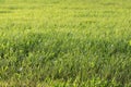 bright juicy green grass on the city wasteland. Royalty Free Stock Photo