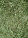 Bright and juicy Green mown grass background Royalty Free Stock Photo
