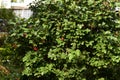 Bright juicy greens. Small red berries. Tree viburnum