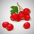 Bright juicy hawthorn on grey background. Sweet delicious for your design in cartoon style. Vector illustration. Berries