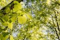 Bright juicy linden leaves on a branch against the background of blurred trees with fine bokeh. Sunny day Royalty Free Stock Photo