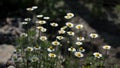 Chamomile is a healing flower. Royalty Free Stock Photo