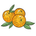 Bright juicy peaches, vector illustration