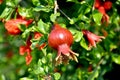 Bright juicy pomegranate